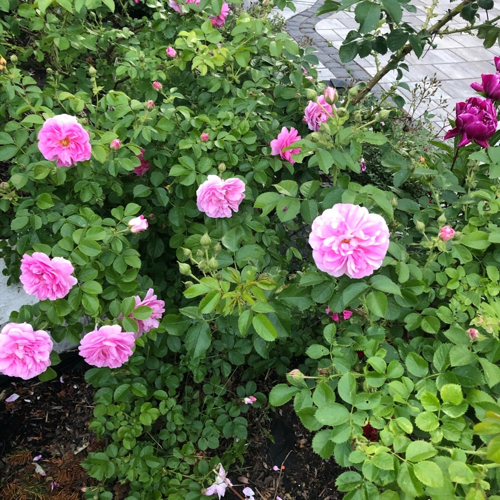 Meet your Posher, Meghan